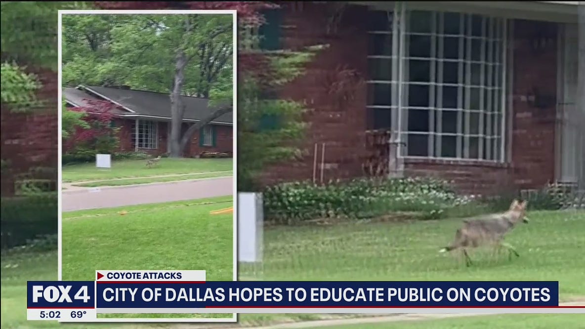 Dallas considers "no feeding" ordinance to manage coyotes
